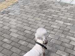 -瑞鹏宠物医院·内科·中兽医·骨科(苗圃店)