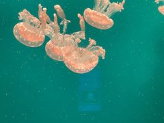 -福州罗源湾海洋世界旅游区