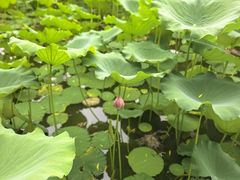 -莲花池公园
