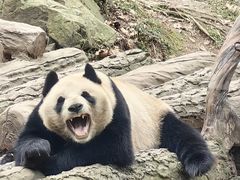 -都江堰中华大熊猫苑