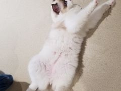 -藏猫猫咖啡主题馆(中央大道店)