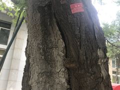 国槐-北大学一食堂