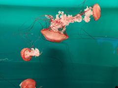 -多彩贵州城极地海洋世界