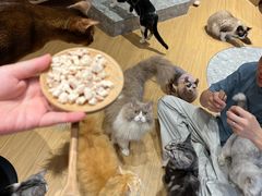 -米乐乖乖猫咪咖啡馆·猫咖(深圳湾后海汇店)