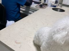 -仁仁嘉嘉宠物医院·骨外科中心·髋关节置换(北仑分院)