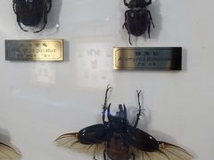 -上海昆虫博物馆