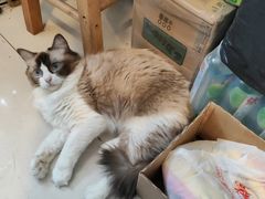 -平行世界·猫咖(首经贸店)