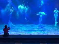 -石家庄海洋公园