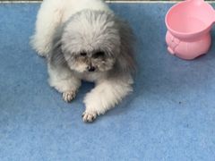 -博特宠物医院24h犬猫全科.骨科·异宠