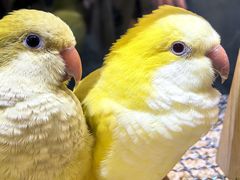 -帕帕拉兹宠物(亚洲旗舰店)