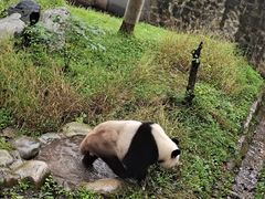 -都江堰中华大熊猫苑