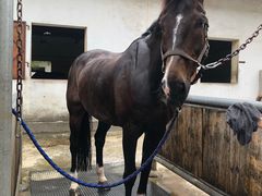 -松声马术俱乐部