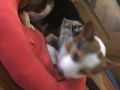 -萌喵咖啡屋(人民东路4号口M16商铺店)
