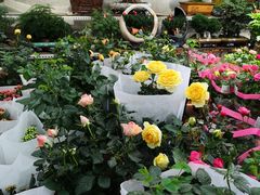 -金科花卉市场