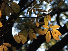 -上海佘山国家森林公园天马山园