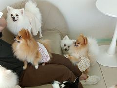 -怪兽屋·羊驼·猫咖·狗咖(俊华广场店)