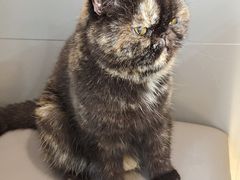 -喵园·猫主题咖啡厅·撸猫·猫咖(国贸店)