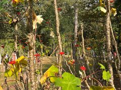 -中国科学院西双版纳热带植物园