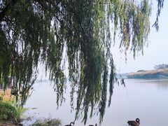 -西山漾湿地公园