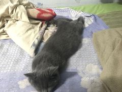 -猫大福·Fortune Cat猫舍(百子湾店)