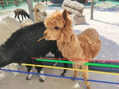 -西霞口神雕山野生动物世界