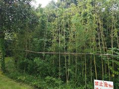 -成都市活水公园