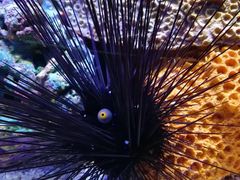 -上海海洋水族馆