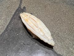 -银座岩