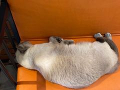 -豆逗聊愈猫阁Easy Life