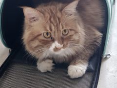 -北京观赏动物医院·24小时大型综合·猫专科·异宠专科