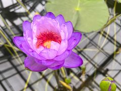 -国家植物园