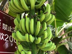 -祥源·阜阳生态乐园