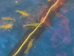 -钳真多钓虾馆·小龙虾海鲜烧烤(九六广场店)