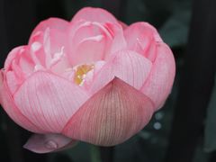 -陈家山荷花公园