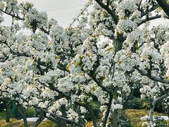 -树山生态村
