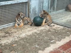 -西霞口神雕山野生动物世界