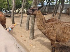 -西霞口神雕山野生动物世界