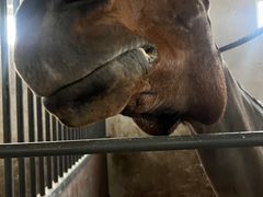 -北京群众马术培训基地