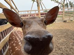 -安德鲁户外烧烤帐篷营地(马泉营店)