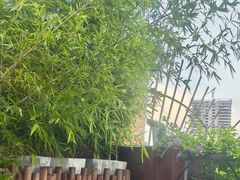 -小茶闲舍·观景商务茶馆(广州塔店)