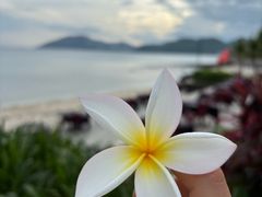 -日落吧·海景咖啡厅·餐酒吧·鸡尾酒·下午茶·乐队表演·浪漫夕阳·三亚文华东方酒店
