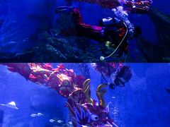 -海合安武汉极地海洋公园