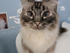 -喵的天空名猫咖啡馆·撸猫·猫舍·用品