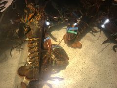 -RED LOBSTER(中城西店)