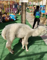 -萌宠亲子动物乐园(槐房万达店)