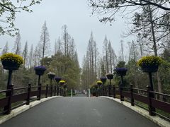 -东平国家森林公园