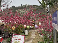 -桃源山庄·水蜜桃采摘·柴火鸡·烧烤团建(龙泉山店)