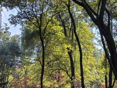 -长白岛森林公园