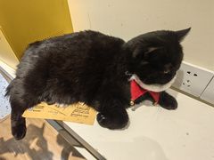 -滚猫咖啡·猫咖·猫友好撸猫(未来城店)