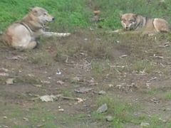 android_upload_pic-西安秦岭野生动物园